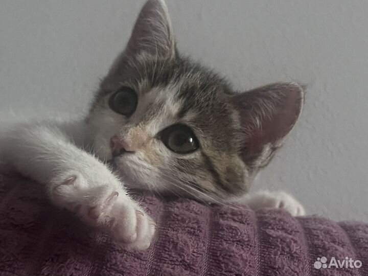 Кошечка в добрые руки
