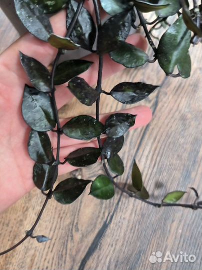 Хойя блэк ливз