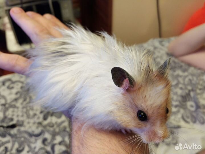 Хомяк вязка