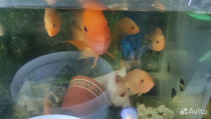 Астронотусы, манагуанская цихлазома