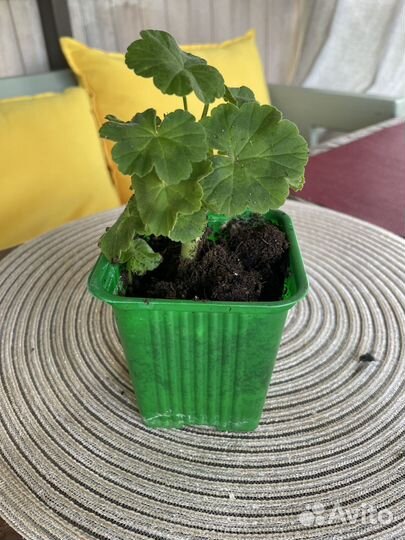 Пеларгония герань Тюльпановидная