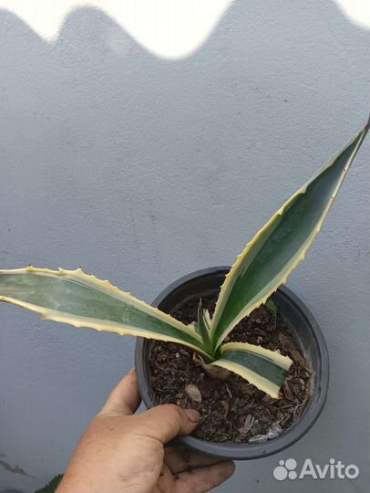 Агава вариегатная