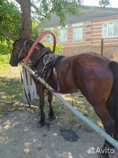 Кобыла овцы