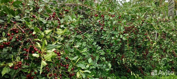 Спелая вишня