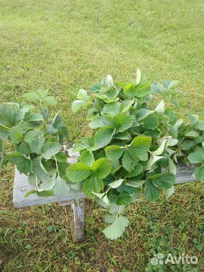 Усы клубники