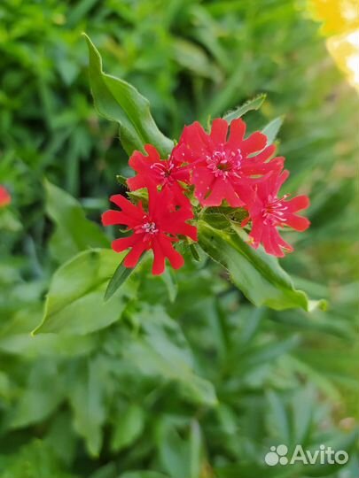 Многолетние цветы для сада