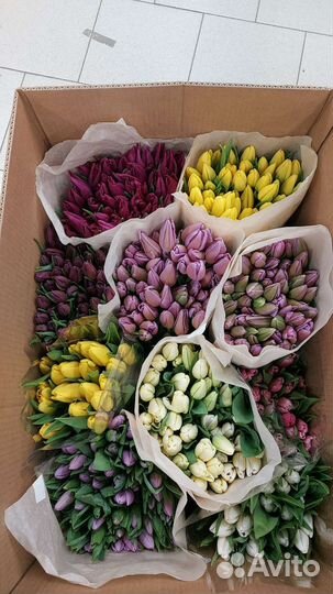 Тюльпаны оптом к 8 марта