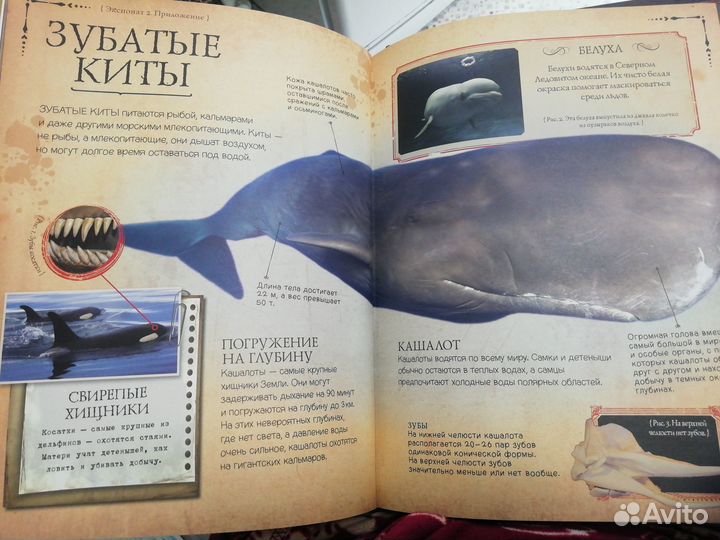 Коллекция костей. Черепа. Clever