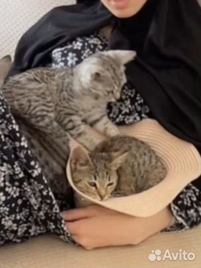 Котята бесплатно