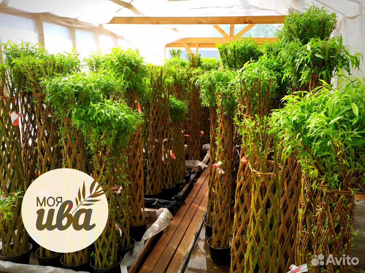 Живые плетеные деревья