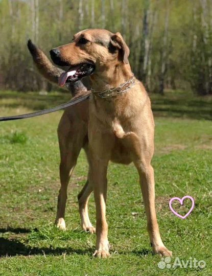 Собака в добрые руки