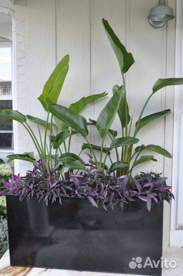 Традесканции 3 сорта