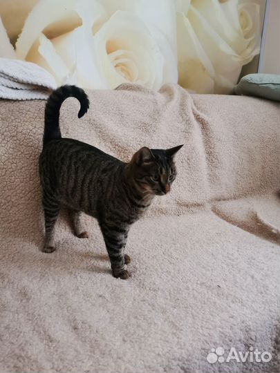 Ласковый котик в частный дом