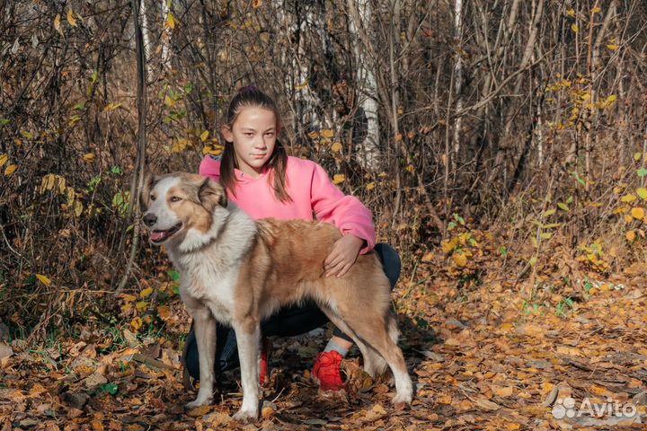Собачка Душа в добрые руки