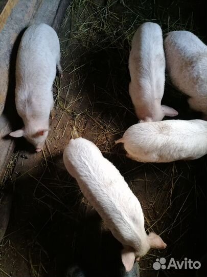 Поросята ландрас