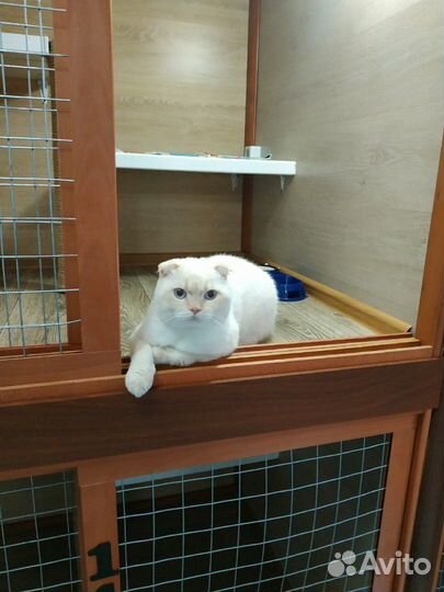 Передержка / Зоогостиница для кошек