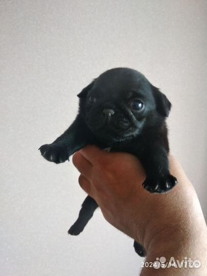 Домашние животные собаки щенки