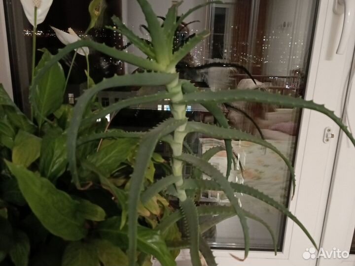 Алоэ столетник лечебный отростки