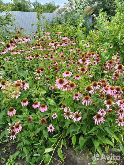 Цветы домашние