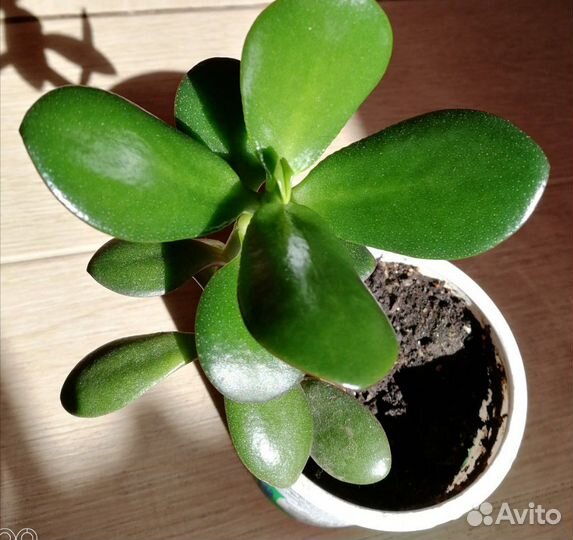 Тостянка (живое дерево)