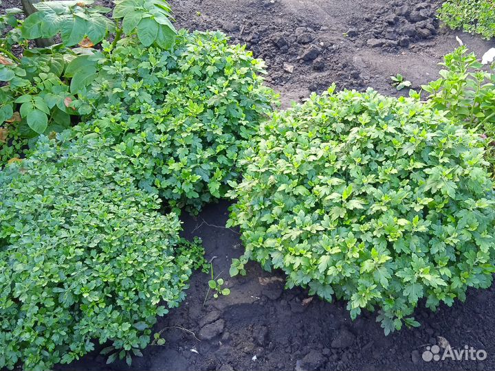 Хризантема