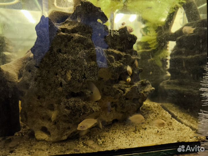 Цихлиды рыбки