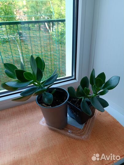 Комнатные растения