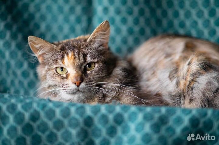 Пепси ищет дом