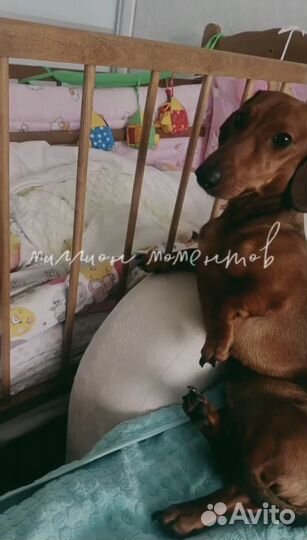 Вязка кабель карликовая такса