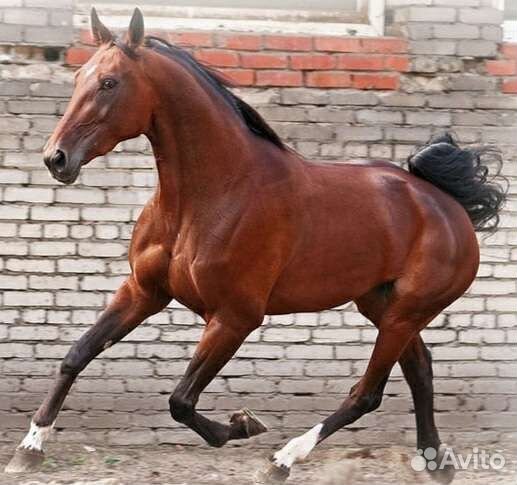 Фотосессия с лошадьми (прогулки, иппотрапия)