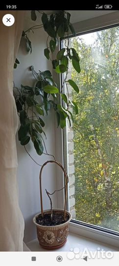 Жасмин стефанотис