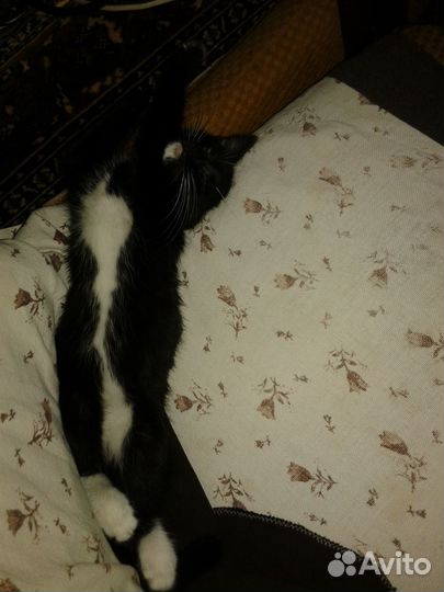 Ищу котенку заботливые И надежные руки