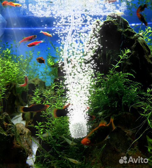 Мобильный аэратор для живца