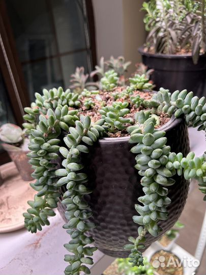 Седум буррито