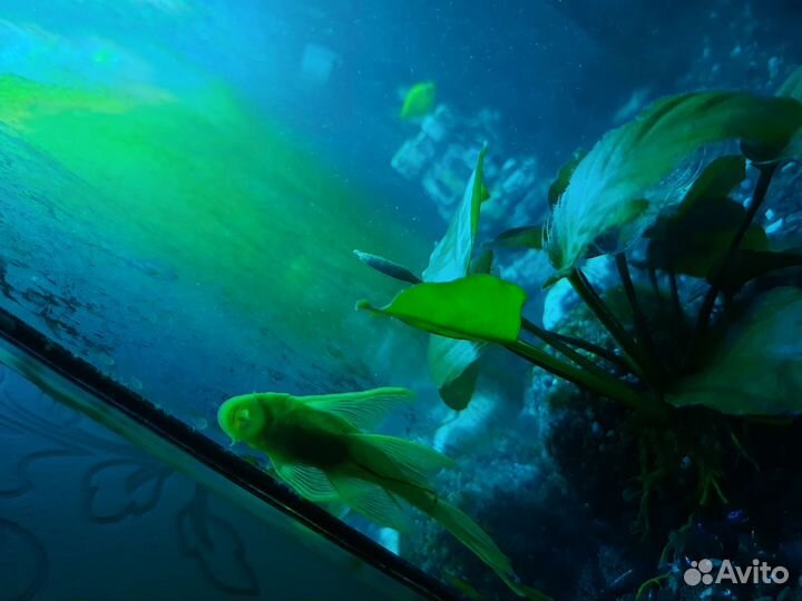 Аквариум 55 л. Анциструсы,телескопы, золотая раба