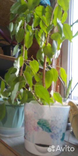 Дендробиум