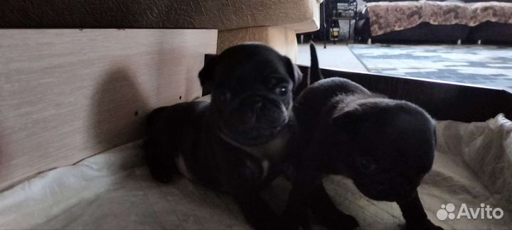 Щенки мопса черные