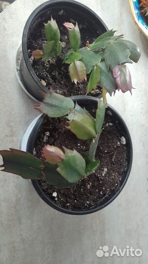 Декабрист шлюмбергера