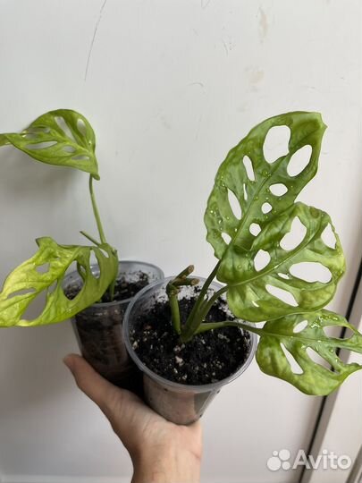 Комнатные растения 1