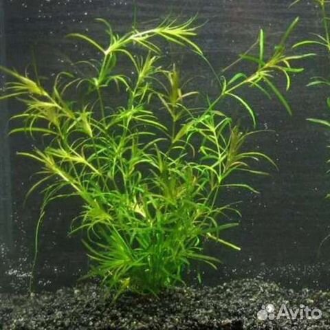 Наяс гваделупский аквариумное растение