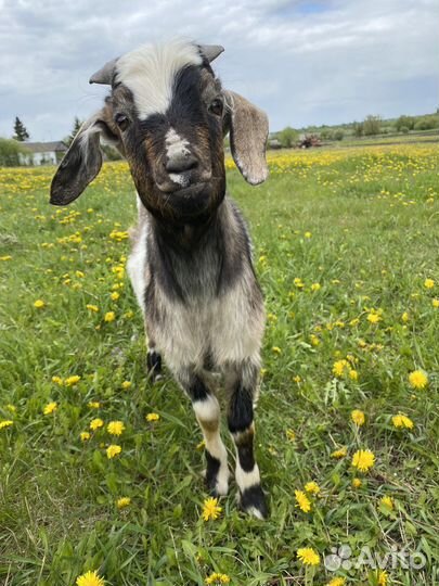 Нубийский козлик