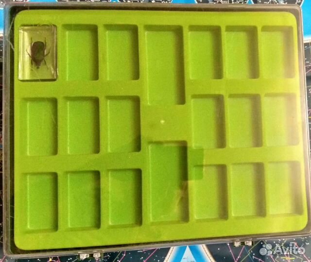 Насекомые и их знакомые