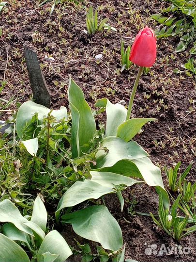 Луковицы тюльпанов