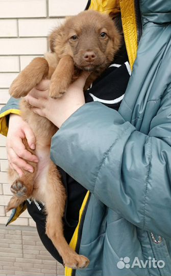 Подарю Ириску