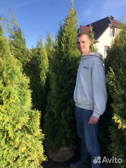 Туя смарагд розница/опт