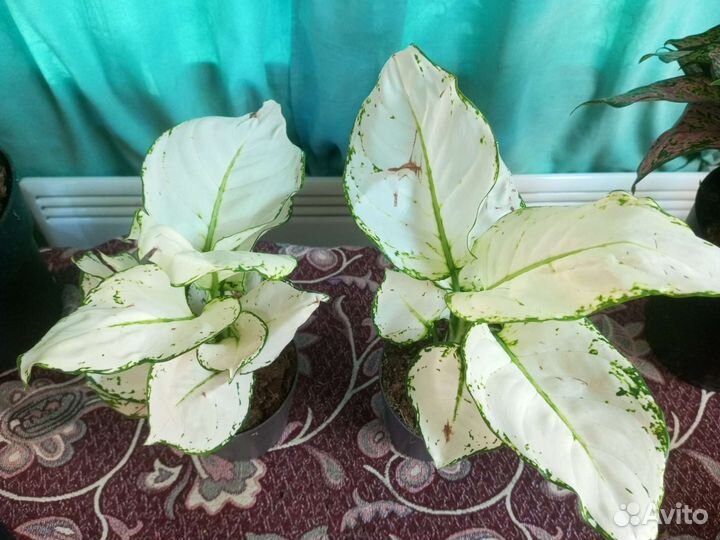 Аглаонема super white