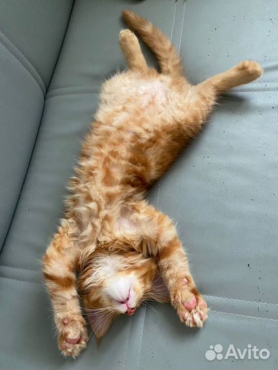 Мейн-кун кот