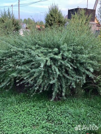 Ива пурпурная Нана Каньон Блу