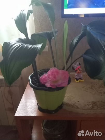 Комнатные цветы