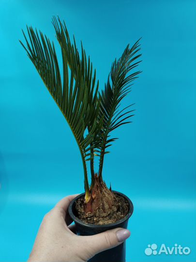 Пальма цикас революта